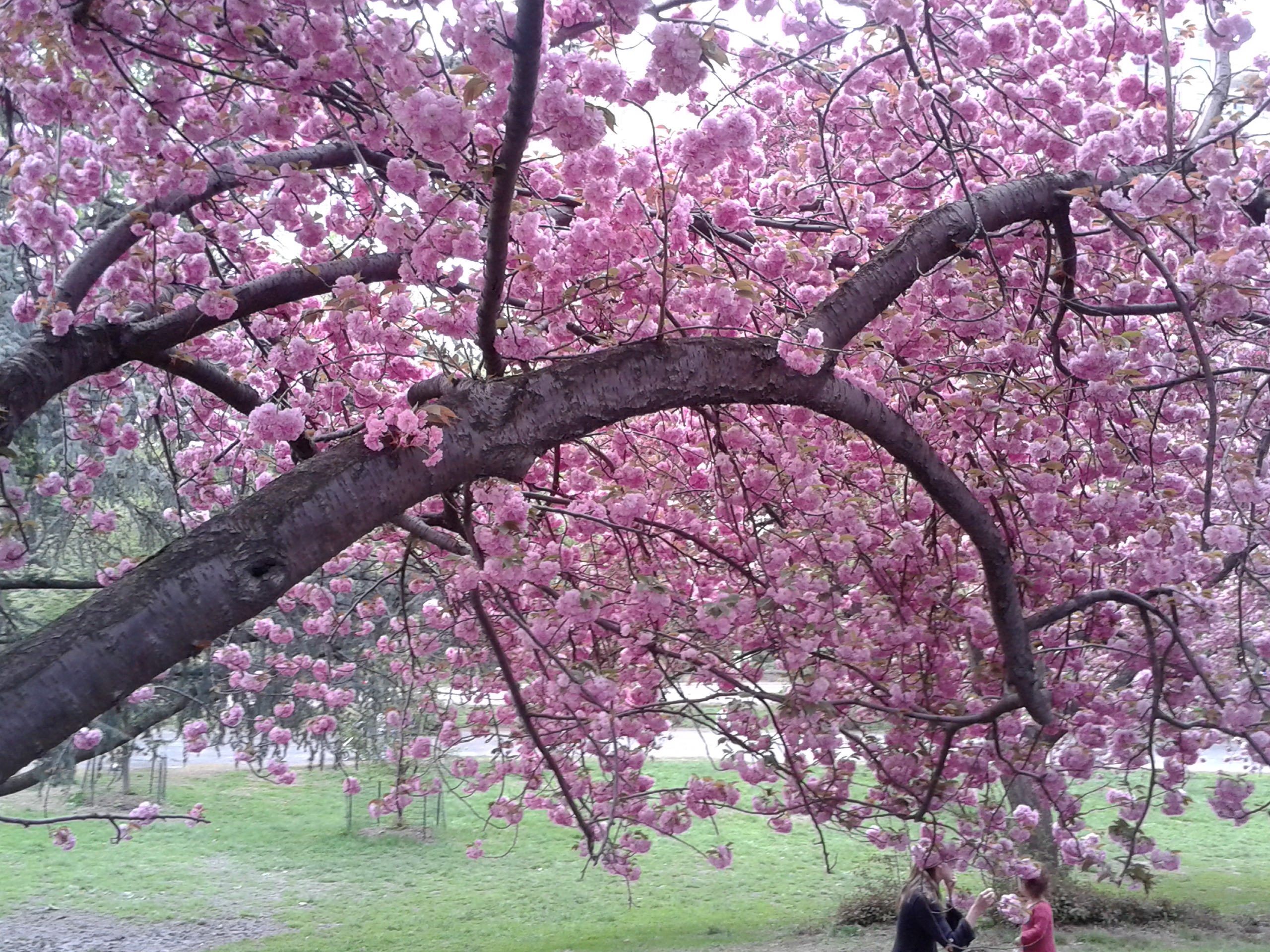 Meditation Blossom
